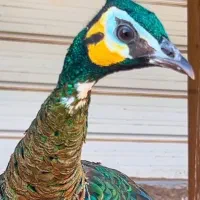 پرورش و فروش طاووس