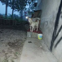 واگذاری