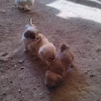 توله سگ|سگ|شوشتر, |دیوار