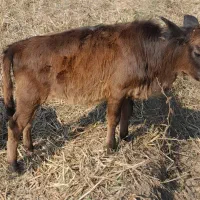 فروش. ورازگوله ۲راس گوساله ماده ویک راس گاو محلی|حیوانات مزرعه|ماسال, |دیوار