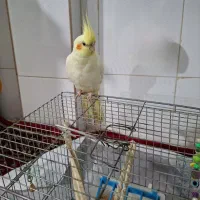 فروش عروس هلندی