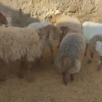 بره ماده بشرط آزمایش|حیوانات مزرعه|کوهسرخ, |دیوار