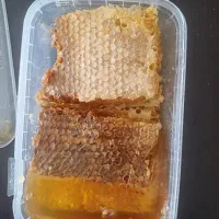 عسل کوهای کردستان|خوردنی و آشامیدنی|رشت, گیل|دیوار