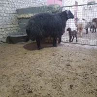 قوچ‌ همو|حیوانات مزرعه|قوچان, |دیوار