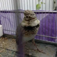 سهره خاکی دم مست کلام دار