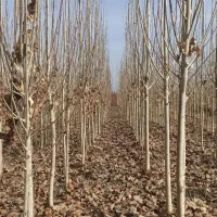 نهال ودرخت|خدمات باغبانی و درختکاری|چناران, |دیوار