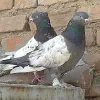 یک جفت دهن جور آس