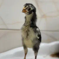 جوجه لاری اوشامو