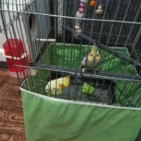 یک جفت عروس هلندی نرو ماده دوساله