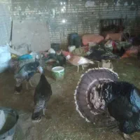 بوغلمون تخم گذار