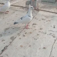 کبوتر  فروشی غریب گیری قیمت مقطوع|پرنده|هشتگرد, شهرک راه آهن|دیوار