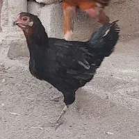 تخم مرغ نطفه دار|حیوانات مزرعه|رفسنجان, |دیوار