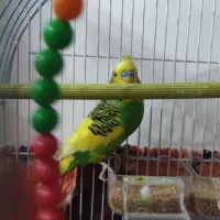 پرنده مرغ عشق|پرنده|رشت, جماران|دیوار