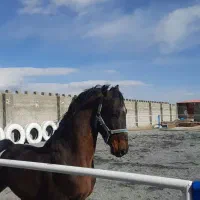 واگذاری اصطبل پرورش اسب