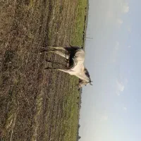 مادیان دوساله|اسب و تجهیزات اسب‌سواری|گنبد کاووس, |دیوار