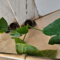 باباآدم جاینت و تنه قرمز|حراج|قم, در بهشت|دیوار