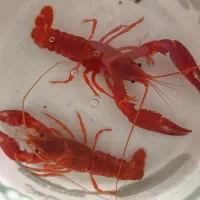 لابستر آب شیرین مولد