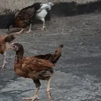 دو‌عدد جوجه محلی 3ماهه مفت فقط امروز کفتر زرد سرخ
