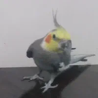 عروس هلندی نر کشیده