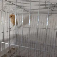 دو عدد قناری