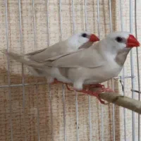 فنچ کرواتی آلبینو