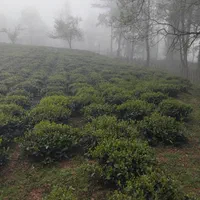 باغ چای 4000 مترسه‌نبش سندی چابکسر فقط ۵ میلیارد