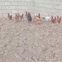 10عدد مرغ تخمگذار و یک خروس