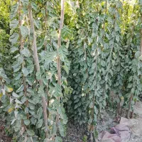 نهالستان حسن زاده شاهنامه شروع قیمت از30هزار تومان|خدمات باغبانی و درختکاری|مشهد, شمس آباد|دیوار