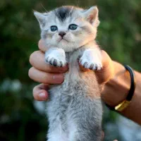 بچه گربه بریتیش ماده