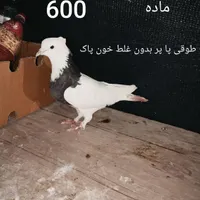 کبوتر پاکستانی چتری دم سفید سرور طوقی حراج آبشورک|پرنده|بندرعباس, |دیوار
