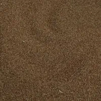 فروش بذر اکالیپتوس چوب سفید مقاوم