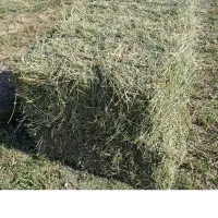 یونجه