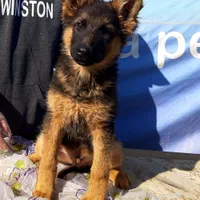 سگ ژرمن شپرد نگهبان شاخه شولاین|سگ|تهران, خلیج فارس|دیوار