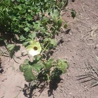 زمین فروشی راین