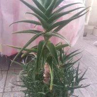 گل طبیعی آلوئه ورا وگل گندمی وسانسوریا