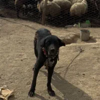 سگ گله|سگ|تیران, |دیوار