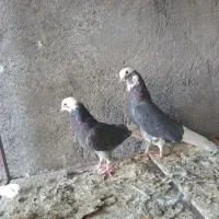 نرماده پرشی|پرنده|اردکان, |دیوار