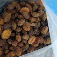 آلو خورشتی امسال تازه درشت