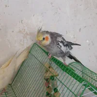 عروس‌هلندی دستی