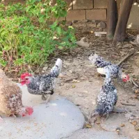مرغ سیبرایت