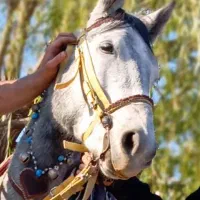 مادیان کرد 5سال