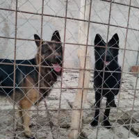 سگ ژرمن قشنگ|سگ|بجنورد, |دیوار