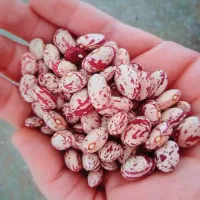 لوبیا چیتی بذری