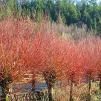 درخت بید مجنون