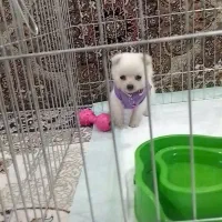 توله سگ پامر وارداتی تو جیبی سایز 0