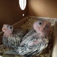 عروس هلندی با جوجه|پرنده|تهران, حافظیه|دیوار