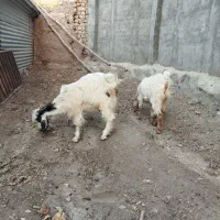 سه عدد بزغاله بومی|حیوانات مزرعه|خلجستان, |دیوار