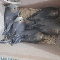 هلندی|پرنده|بهبهان, |دیوار