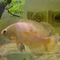 فروش ماهی اسکار (۱۷ سانت)