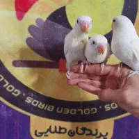 کوتوله برزیلی فیشر سفید آلبینو چشم قرمز سرخ|پرنده|قم, شهرک قدس|دیوار
